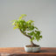 Japanese Maple Bonsai 780 - Bonsaify