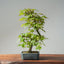 Japanese Maple Bonsai 781 - Bonsaify