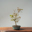 Japanese Maple Bonsai 782 - Bonsaify