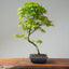 Japanese Maple Bonsai 783 - Bonsaify