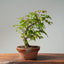 Japanese Maple Bonsai 784 - Bonsaify