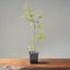 Japanese Maple Seedling Bonsai Starter - Bonsaify
