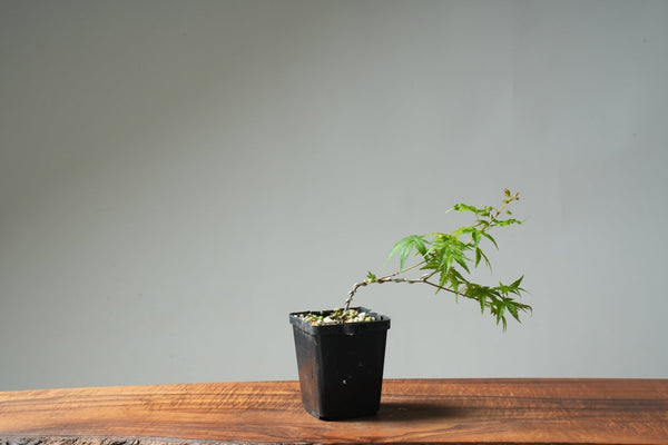 Japanese Maple Seedling Bonsai Starter - Bonsaify