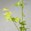 Japanese Maple Seedling Bonsai Starter - Bonsaify