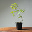 Japanese Maple Seedling Bonsai Starter - Bonsaify