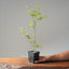 Japanese Maple Seedling Bonsai Starter - Bonsaify