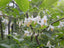 Japanese Snowbell Starters - Bonsaify