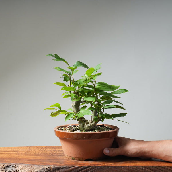 Japanese Winterberry Bonsai 484 - Bonsaify