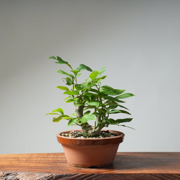 Japanese Winterberry Bonsai 484 - Bonsaify