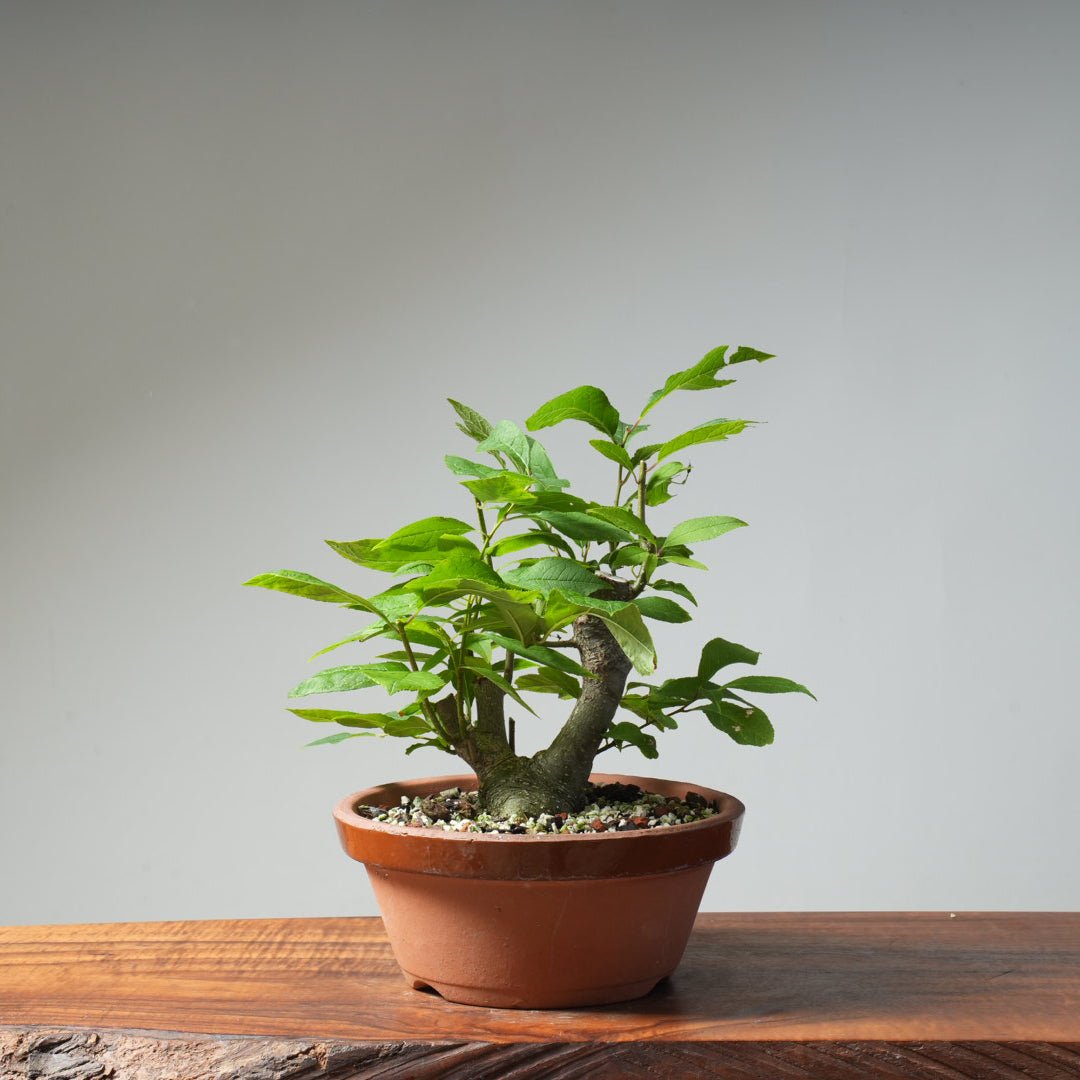 Japanese Winterberry Bonsai 484 - Bonsaify