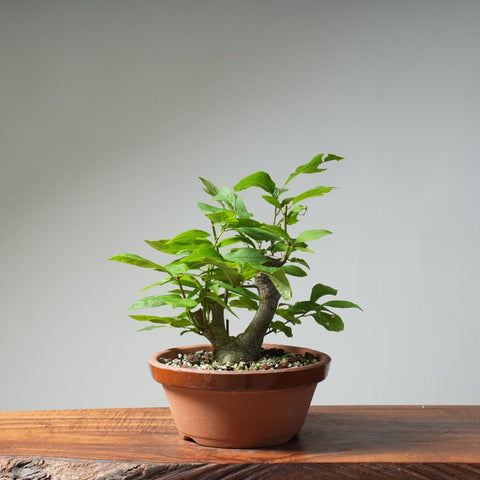 Japanese Winterberry Bonsai 484 - Bonsaify