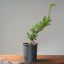 Japanese Yew Gallon Starter 1108 - Bonsaify