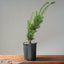 Japanese Yew Gallon Starter 1109 - Bonsaify