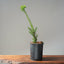 Japanese Yew Gallon Starter 1110 - Bonsaify