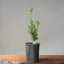 Japanese Yew Gallon Starter 1112 - Bonsaify