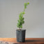 Japanese Yew Gallon Starter 1112 - Bonsaify