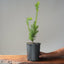 Japanese Yew Gallon Starter 1112 - Bonsaify
