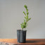 Japanese Yew Gallon Starter 1113 - Bonsaify