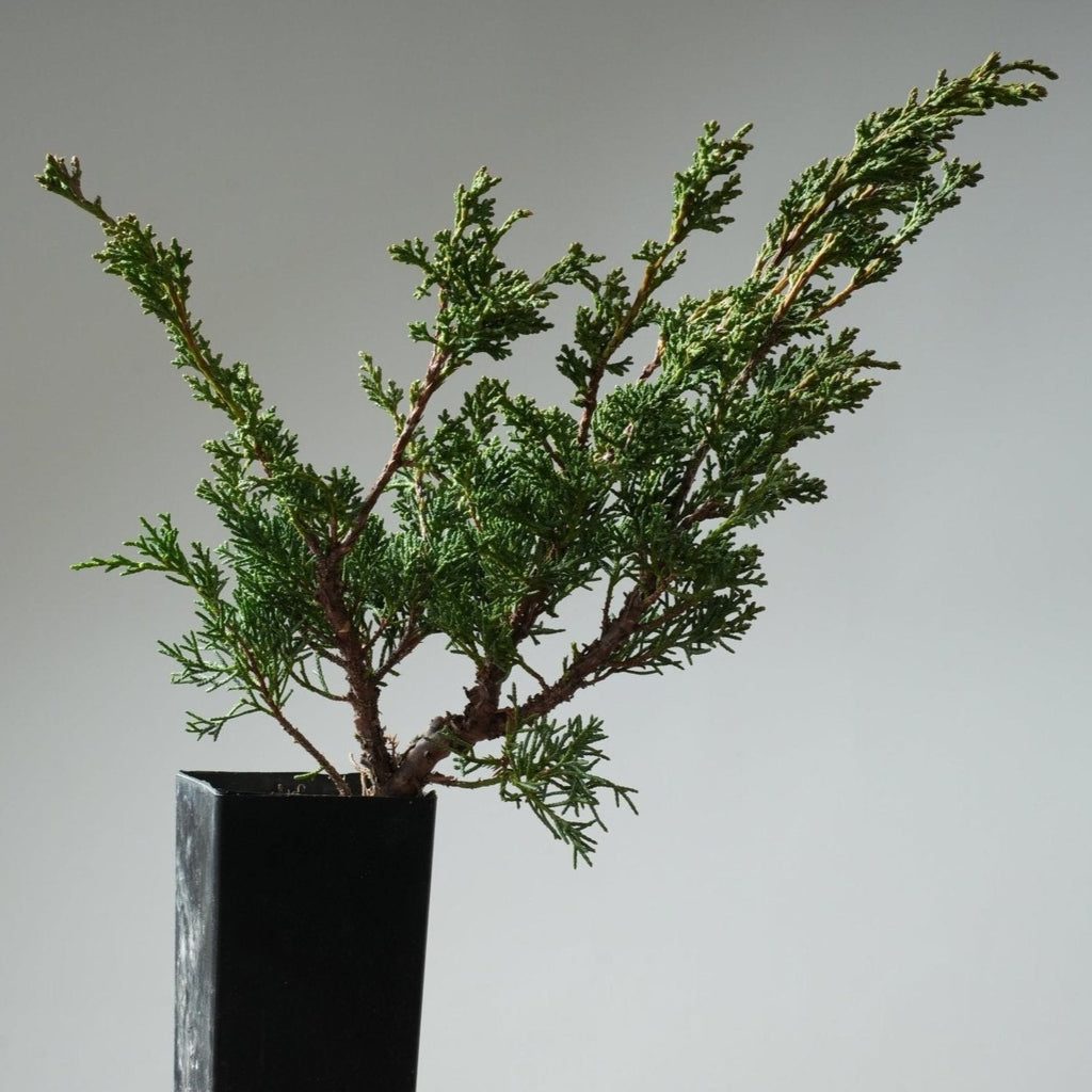Juniper "Basics" Bonsai Starters - Bonsaify