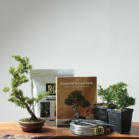Juniper Bonsai Tree Gift Set for Hobbyists - Bonsaify