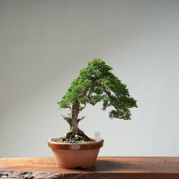 Kishu Juniper #15 - Bonsaify