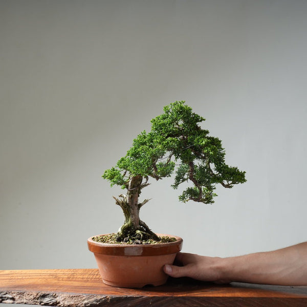 Kishu Juniper #15 - Bonsaify