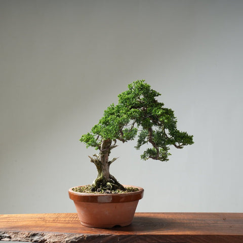 Kishu Juniper #15 - Bonsaify