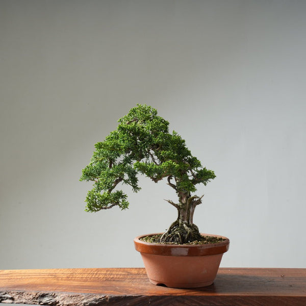 Kishu Juniper #15 - Bonsaify