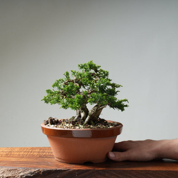 Kishu Juniper #16 - Bonsaify