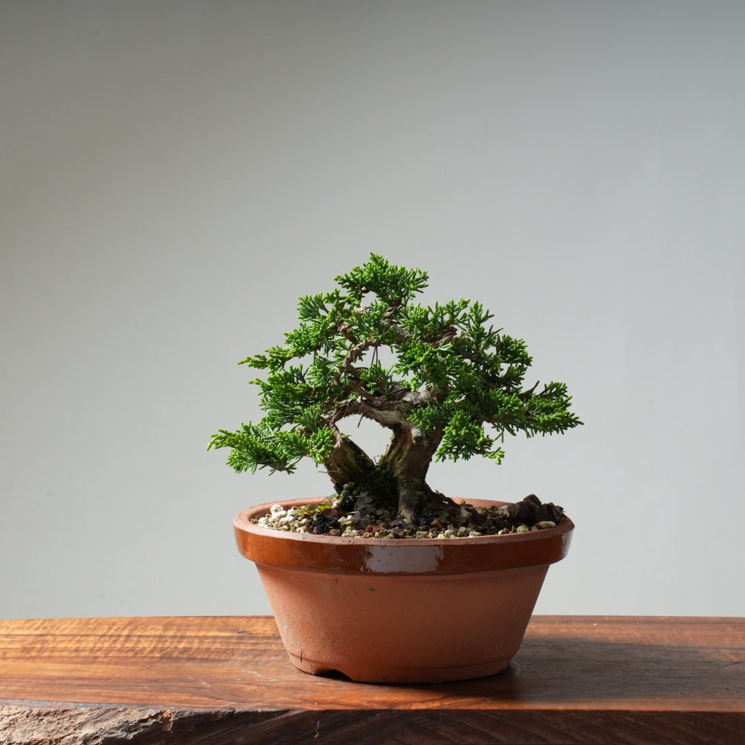Kishu Juniper #16 - Bonsaify