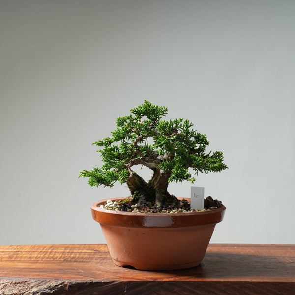 Kishu Juniper #16 - Bonsaify
