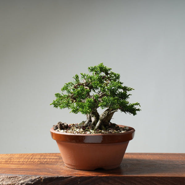 Kishu Juniper #16 - Bonsaify