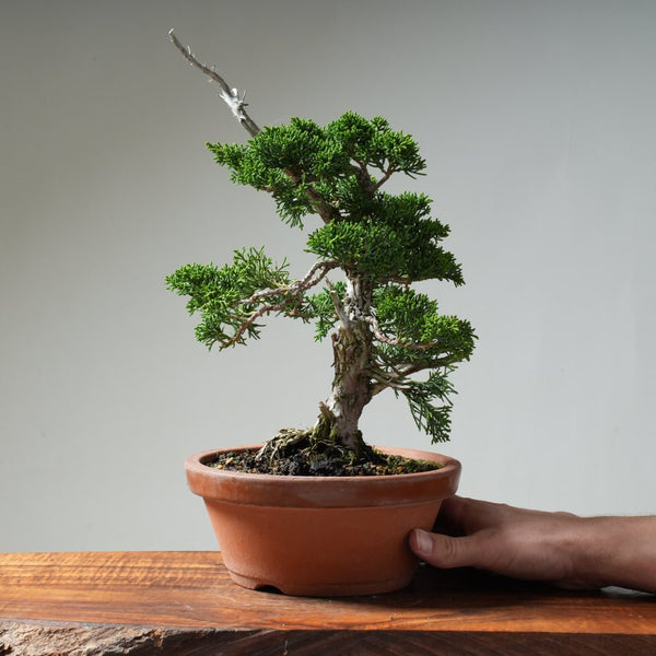 Kishu Juniper #17 - Bonsaify
