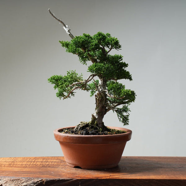 Kishu Juniper #17 - Bonsaify
