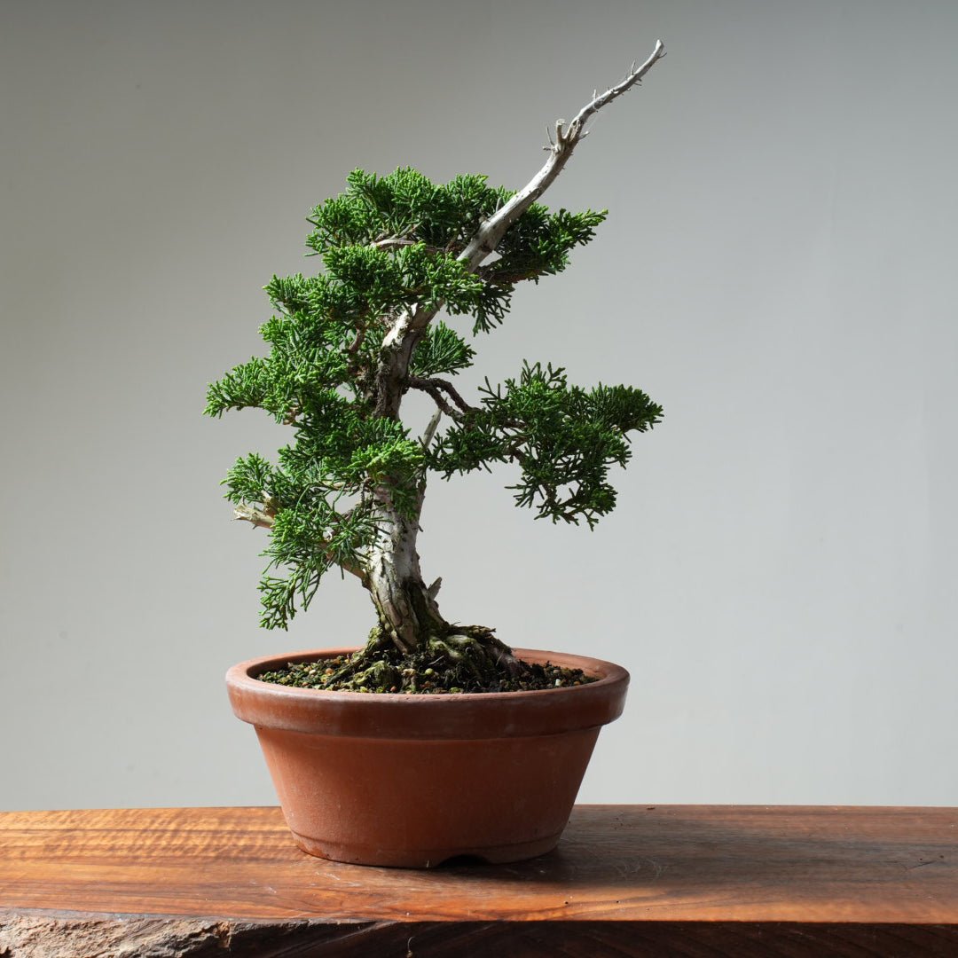 Kishu Juniper #17 - Bonsaify