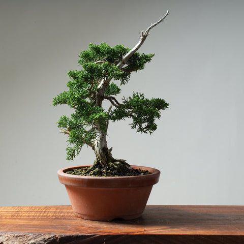 Kishu Juniper #17 - Bonsaify