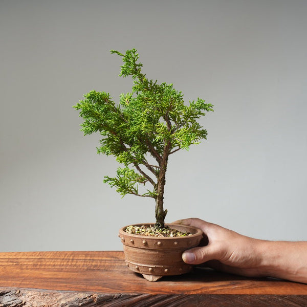Kishu Juniper 513 - Bonsaify