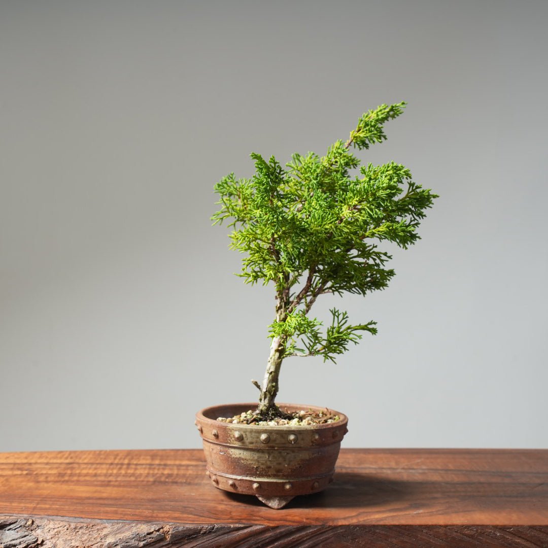 Kishu Juniper 513 - Bonsaify