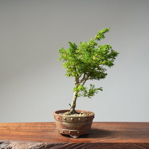 Kishu Juniper 513 - Bonsaify