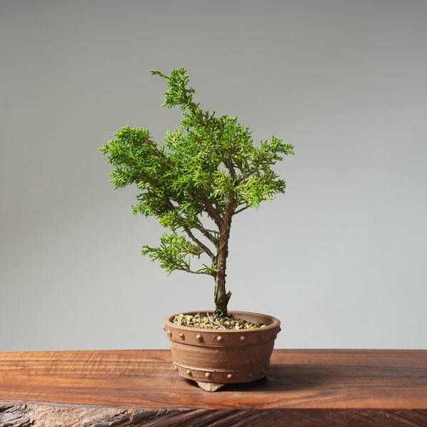 Kishu Juniper 513 - Bonsaify