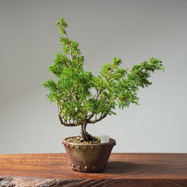 Kishu Juniper 515 - Bonsaify