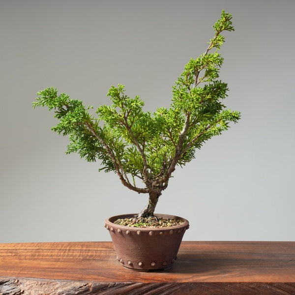 Kishu Juniper 515 - Bonsaify