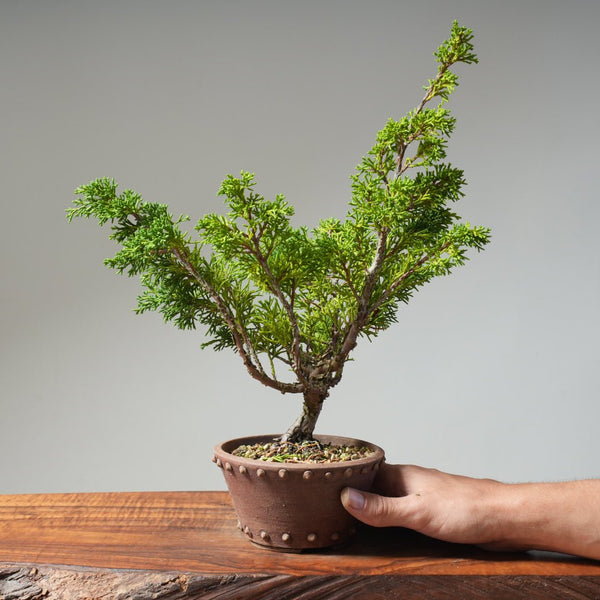 Kishu Juniper 515 - Bonsaify