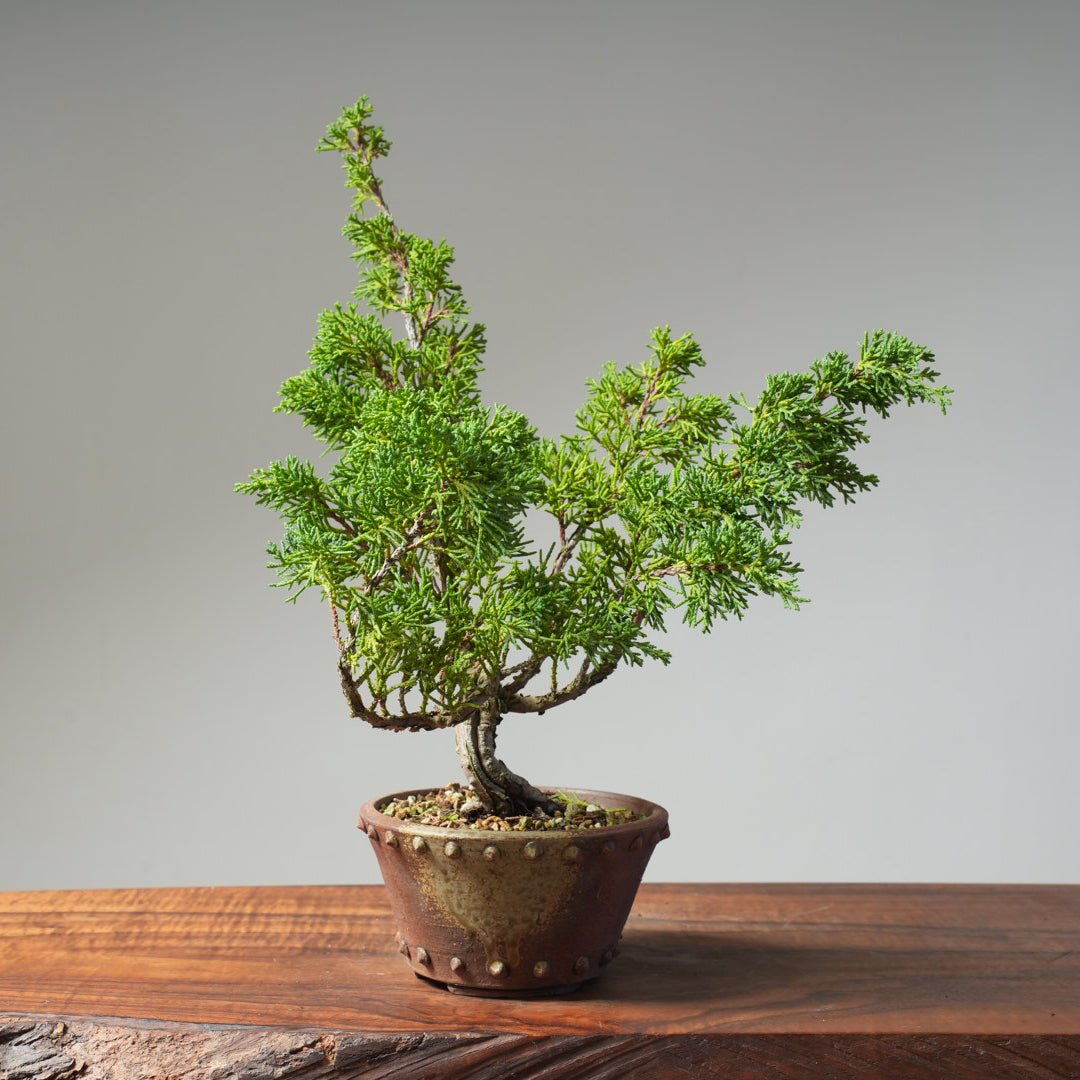 Kishu Juniper 515 - Bonsaify