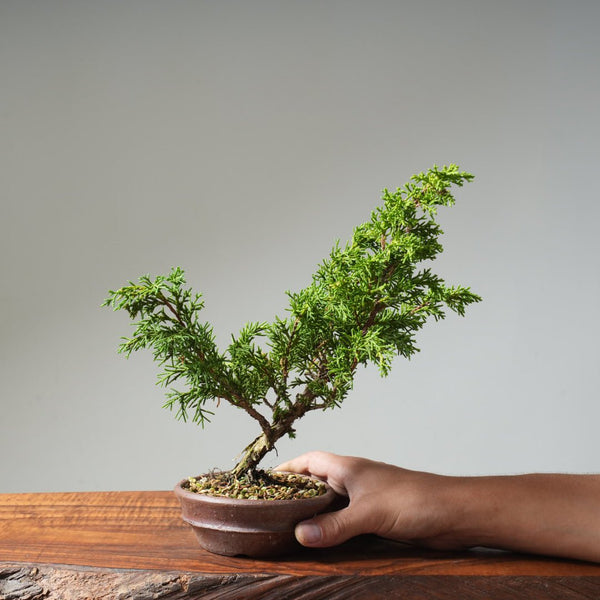 Kishu Juniper 519 - Bonsaify