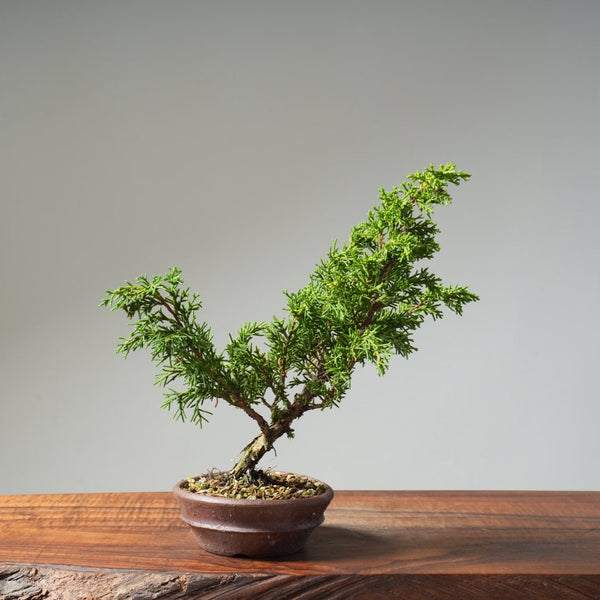 Kishu Juniper 519 - Bonsaify