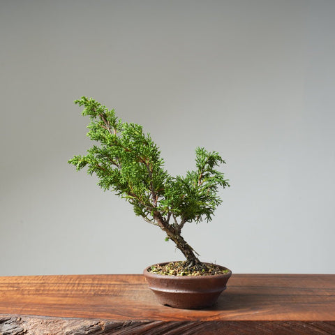 Kishu Juniper 519 - Bonsaify