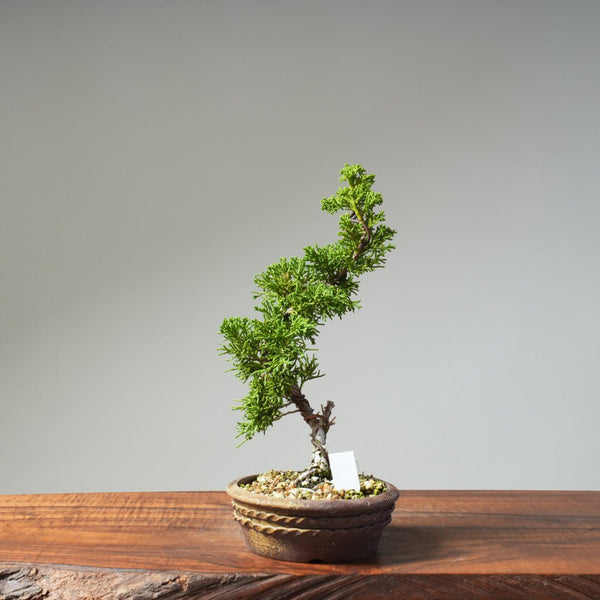 Kishu Juniper 521 - Bonsaify