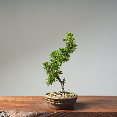 Kishu Juniper 521 - Bonsaify