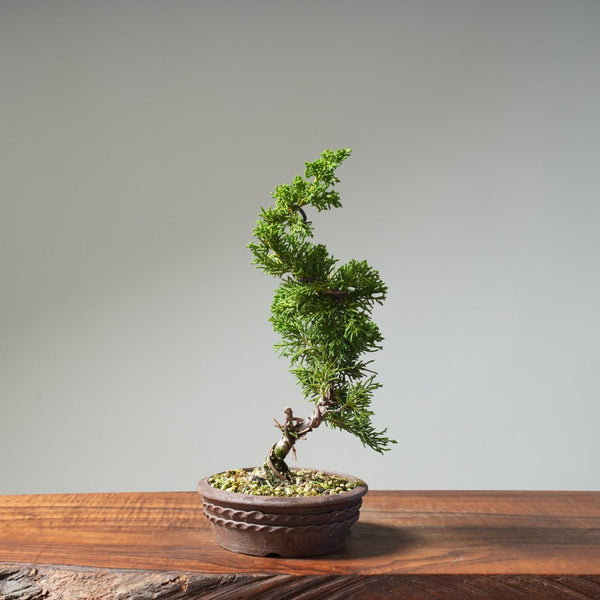 Kishu Juniper 521 - Bonsaify